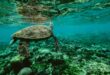 تعرف على أجمل وأهم الجزر المرجانية في العالم