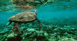 تعرف على أجمل وأهم الجزر المرجانية في العالم