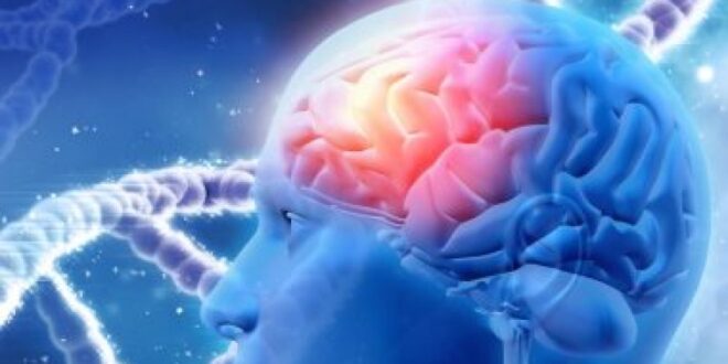 دراسة بريطانية تحدد الخلايا العصبية المعرضة للتلف بسبب مرض الزهايمر