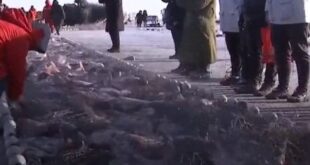 صينيون يصطادون السمك بوسيلة غريبة من تحت الجليد فى تقليد سنوى