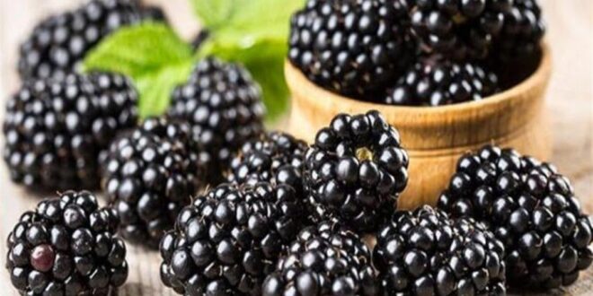 فوائد التوت.. يحمى من السرطان ويخفض الكوليسترول بالدم