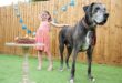نفوق أطول كلب فى العالم عن عمر 8 أعوام