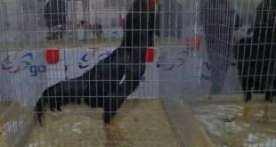 وللطيور أيضا ملك جمال.. مسابقة 'فريدة' في أربيل