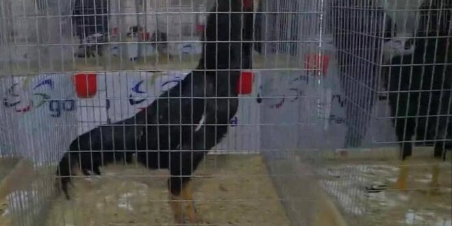 وللطيور أيضا ملك جمال.. مسابقة 'فريدة' في أربيل