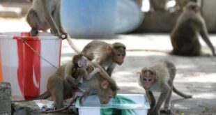 عصابة قرود تخطف رضيعتين عمرهما 8 أيام وتلقى أحداهما فى مجرى مائى