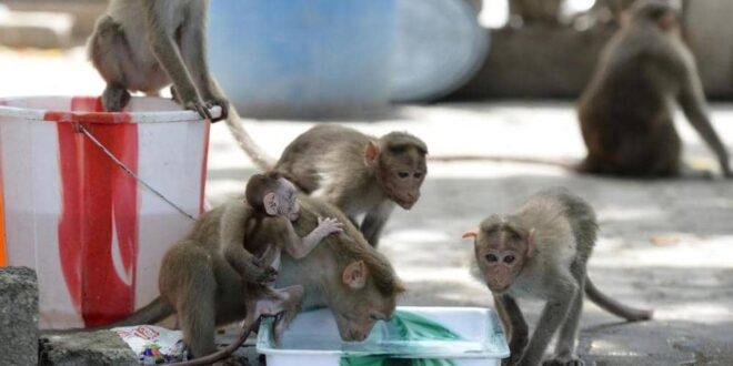عصابة قرود تخطف رضيعتين عمرهما 8 أيام وتلقى أحداهما فى مجرى مائى