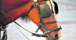 ما السر في وضع غطاء على عيون الخيول في سباق الخيل والعربات؟