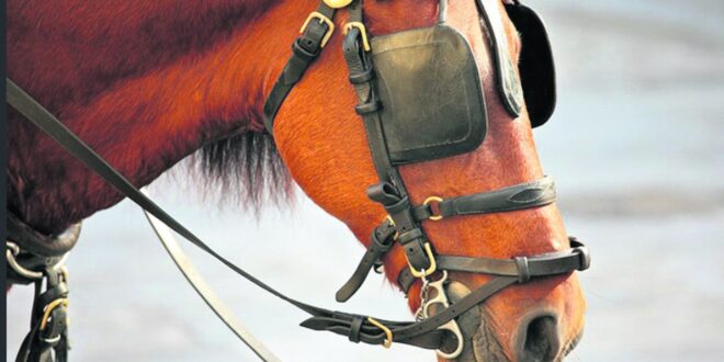 ما السر في وضع غطاء على عيون الخيول في سباق الخيل والعربات؟