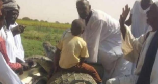مزارع سودانى يصطاد تمساح ضخم طوله 5 أمتار