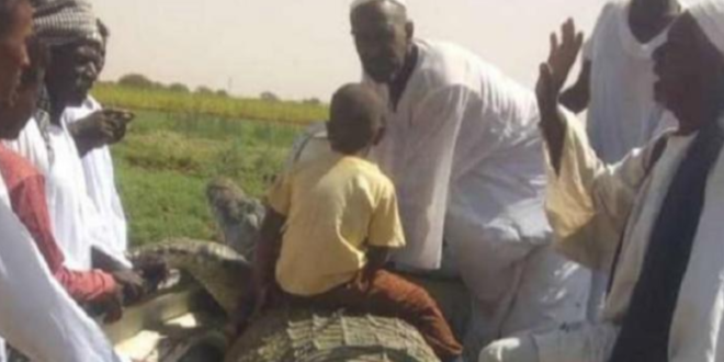 مزارع سودانى يصطاد تمساح ضخم طوله 5 أمتار