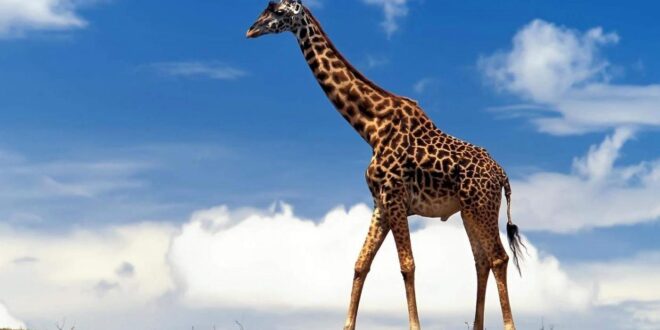 أطول زرافة في العالم تدخل موسوعة غينيس.. طوله 5.7 متر وهو أب لـ10 صغار