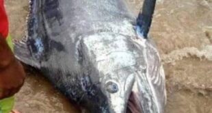 يصطاد سمكة قيمتها 2.6 مليون دولار.. ويلتهمها مع أصدقائه