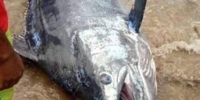 يصطاد سمكة قيمتها 2.6 مليون دولار.. ويلتهمها مع أصدقائه