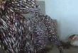 شاب نيجيري يصمم أشكال ومنحوتات فنية رائعة من شمعات اشعال المحركات