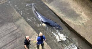 بريطانيا.. إنقاذ حوت صغير علق في نهر التايمز