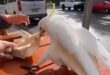 ببغاء يخدع شاب ويسرق كيس طعامه على مقهى فى أستراليا