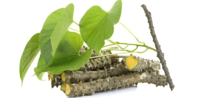 عشبة غلوي أهم المعلومات حولها