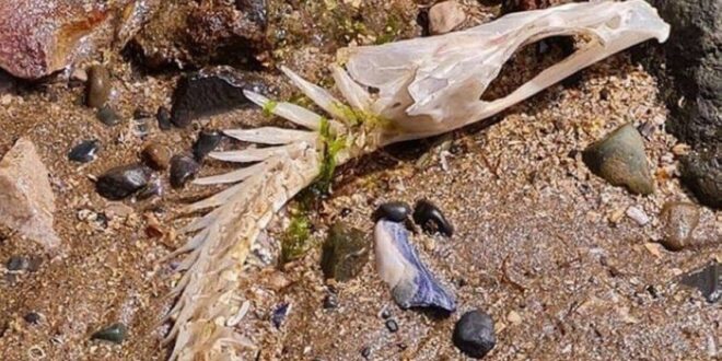 هيكل عظمى لمخلوق بحرى يثير الجدل فى ويلز حول نوعه