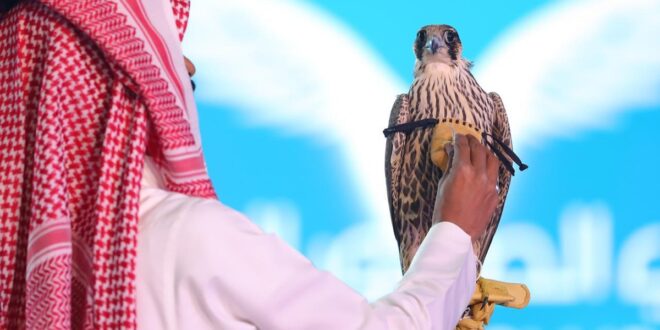 بيع صقر سعودى نادر فى مزاد بمبلغ ضخم