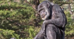 نفوق أكبر شمبانزى فى أوروبا عن عمر 49 عامًا