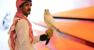 بيع أغلى صقر 'جير' بالعالم بمزاد فى السعودية