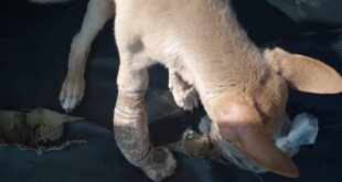 حادثة غيرت قدرهما.. 'مولى' أنقذت الكلب لولو من الألم فرد الجميل بإنقاذ حياتها