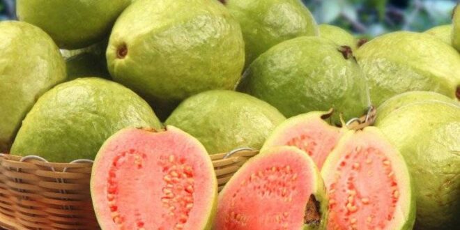 الجوافة سر رشاقتك.. تساعد فى إنقاص وزنك وتعزيز مناعتك