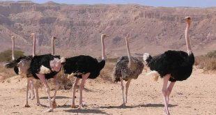 أكثر من 80 نعامة تركض بهستيرية في شوارع الصين بعد هروبها من مزرعة