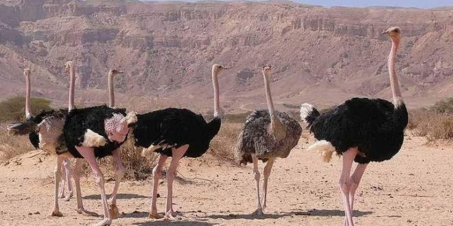 أكثر من 80 نعامة تركض بهستيرية في شوارع الصين بعد هروبها من مزرعة