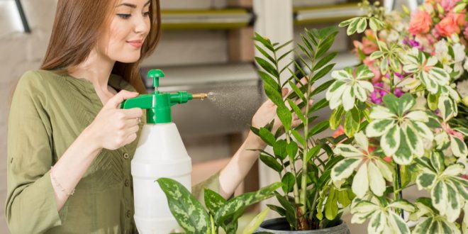 ما هي فوائد النباتات المنزلية وما هي افضل الأنواع لبيتك؟