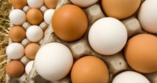 البيض البني أفضل ولحومها مليئة بالهرمونات.. 8 خرافات غير صحيحة عن الدجاج