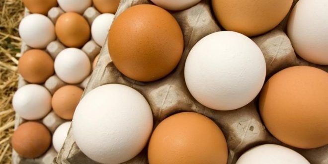 البيض البني أفضل ولحومها مليئة بالهرمونات.. 8 خرافات غير صحيحة عن الدجاج