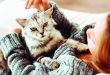 هل يمكن أن تصاب بالحساسية بسبب تربية القطط؟