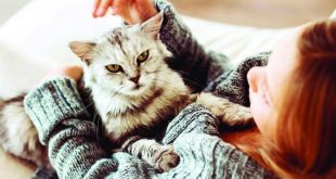 هل يمكن أن تصاب بالحساسية بسبب تربية القطط؟