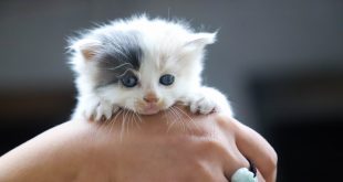 لماذا تأكل القطة صغارها؟ 6 أسباب لهذا السلوك الصادم، وما عليك فعله