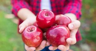 التفاح الأخضر والأحمر.. أيهما أكثر فائدة لصحتك؟
