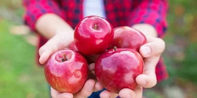 التفاح الأخضر والأحمر.. أيهما أكثر فائدة لصحتك؟