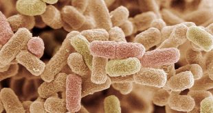تُسبب نحو مليون وفاة سنوياً.. ما هي عدوى الشيغيلا وكيف أحمي نفسي منها؟