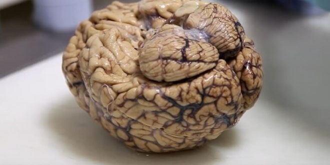 علماء يكتشفون دائرة دماغية تعزز مهارات الرياضيات لدى الأطفال