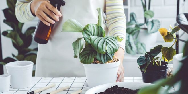 هل حقاً تعلم النباتات بأنك تتغذى عليها؟
