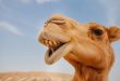 شفاهها الغليظة هي السرّ! ماذا تأكل الجمال في الصحراء لتبقى على قيد الحياة؟