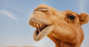 شفاهها الغليظة هي السرّ! ماذا تأكل الجمال في الصحراء لتبقى على قيد الحياة؟