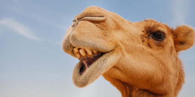 شفاهها الغليظة هي السرّ! ماذا تأكل الجمال في الصحراء لتبقى على قيد الحياة؟