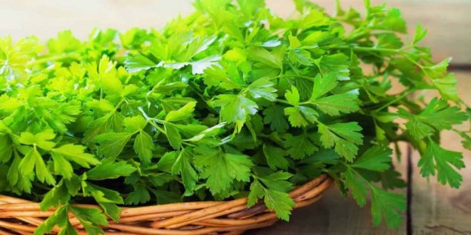 أعشاب خضراء تسرع من فقدان الوزن.. البقدونس الأبرز