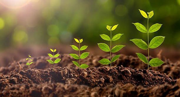 كيف تنمو النباتات باتجاه معاكس للجاذبية الأرضية؟