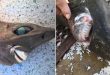 اسمها العفريت.. صياد أسترالى يعثر على سمكة مخيفة بابتسامة شبيهة بالبشر