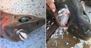 اسمها العفريت.. صياد أسترالى يعثر على سمكة مخيفة بابتسامة شبيهة بالبشر