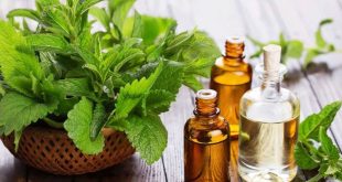 زيت النعناع مفيد ومهم لتسكين الألم وتخفيف أعراض القولون