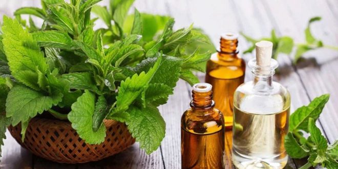 زيت النعناع مفيد ومهم لتسكين الألم وتخفيف أعراض القولون