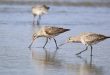 طائر يسجل رقما قياسيا فى الطيران من ألاسكا إلى أستراليا دون توقف